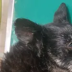 Znaleziono psa, Radom, 12 stycznia 2025