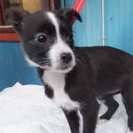 Znaleziono psa, Nowa Krępa, 19 grudnia 2024