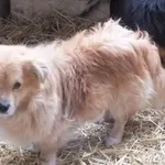 Znaleziono psa, Nowa Krępa, 7 stycznia 2025