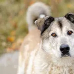 Chase - kto ma kłopot niech wzywa psa! :)