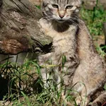 Kot do adopcji, Grudziądz, 19 grudnia 2024