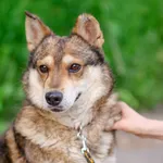 Rambo - fantastyczny, łagodny psiak!