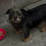 Szuka Właściciela Lub Nowego Domu!!! W miejscowości Guzowatka w okolicy Młodzieżowego Domu Kultury, błąka się pies mieszaniec, maści czarnej z podpalanymi łapami. Pies jest łagodny i przyjaźnie nastaw
