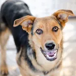 Młodziutki, wesoły Bobi szuka kochającego domu!