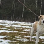 Imię: Milo Chip: 616093901306124 Płeć : Samiec Wiek: styczeń 2016 Wielkość: średni Dzieci: w wieku szkolnym Kastracja/sterylizacja: tak Inne Psy: akceptuje inne psy Charakter: Milo to psiak który bard