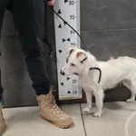 Przyjęty: 2025-01-15 Gmina: Pszczyna Płeć: Suka Opis: mieszaniec, biało - brązowe