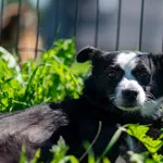 Znaleziono psa, Racławice, 13 stycznia 2025