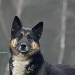 Imię: Wacuś Chip: 616093902524204 Płeć : Samiec Wiek: styczeń 2015 Wielkość: duży Dzieci: w wieku szkolnym Kastracja/sterylizacja: tak Inne Psy: akceptuje inne psy Charakter: Wacuś to pies lojalny w s