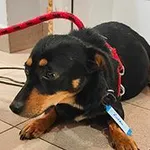 suka, ok 2 lata, tri kolor, brak chipa Miejsce znalezienia: ul. Monte Cassino Znaleziono dnia: 2025-01-15