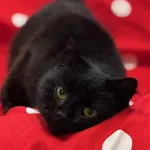 Imię: Strucla Chip: 616093903024260 Płeć : Samica Wiek: styczeń 2014 Wielkość: typowa Dzieci: w wieku szkolnym Kastracja/sterylizacja: tak Inne Koty: akceptuje inne koty Charakter: Strucla to bardzo s