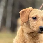 Imię: Zuzia Chip: 616093902550510 Płeć : Samica Wiek: wrzesień 2024 Wielkość: szczeniak Dzieci: w wieku szkolnym Kastracja/sterylizacja: szczeniak Inne Psy: akceptuje inne psy Charakter: Zuzia to mała