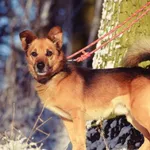 Znaleziono psa, Toruń, 19 grudnia 2024