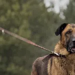 Imię: Cezar Chip: 616093903025689 Płeć : Samiec Wiek: styczeń 2015 Wielkość: duży Dzieci: w wieku nastoletnim Kastracja/sterylizacja: tak Inne Psy: akceptuje inne psy Charakter: Cezar to pies bardzo e