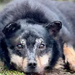 Imię: Sam Chip: 616093902529840 Płeć : Samiec Wiek: styczeń 2018 Wielkość: mały Dzieci: nie Kastracja/sterylizacja: tak Inne Psy: akceptuje inne psy Charakter: Sam to mały nieufny psiak, który potrzeb