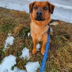 Pies do adopcji, Ropczyce, 16 stycznia 2025