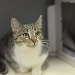 Kot do adopcji, Olsztyn, 7 października 2024