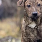 Imię: Pręgusek Chip: 616093902550501 Płeć : Samiec Wiek: wrzesień 2024 Wielkość: szczeniak Dzieci: w wieku szkolnym Kastracja/sterylizacja: szczeniak Inne Psy: akceptuje inne psy Charakter: Pręgusek t