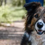 Pies do adopcji, Piła, 29 kwietnia 2022