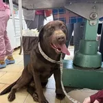 Pies do adopcji, Kraków, 3 stycznia 2025