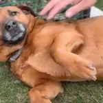 Pies do adopcji, Głowno, 17 stycznia 2025
