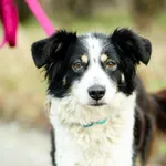 Aza - mądra, niekonfliktowa, piękna suczka!