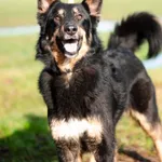 Boski Heniś - niekonfliktowy, wesoły psiak!