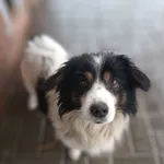 Rabi - długowłose cudo, niekonfliktowy psiak!