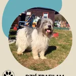 Znaleziono psa, Dąbrówka, 26 kwietnia 2026