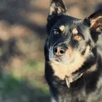 Pies do adopcji, Piła, 27 lipca 2020