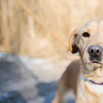 Bombel 23/2025 REZERWACJA