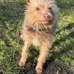 GW/227/3/25 Kruszynka - data przyjęcia - 17.01.2025 przebywa w domu tymczasowym