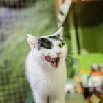 Ola