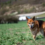 Znaleziono psa, Racławice, 16 stycznia 2025