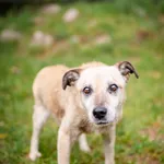 Forest - kochany psi SENIOR pilnie szuka domu!