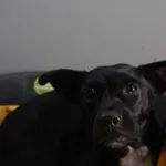 SUKA Z INTERWENCJI 19.01.2024.