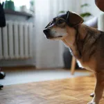 Dostała Szansę Na Godne Życie Teraz Musimy Znaleźć Dla Niej Dobry Dom