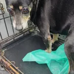 Znaleziono psa, Radom, 19 stycznia 2025