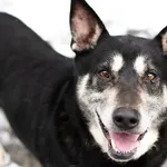 Pies do adopcji, Nowodwór, 19 stycznia 2025