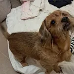 Pies do adopcji, Olsztyn, 2 stycznia 2025