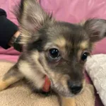 Szczeniak z różowymi szelkami