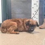 Przyjęty: 2025-01-20 Gmina: Libiąż Płeć: Suka Opis: mieszaniec, brąz