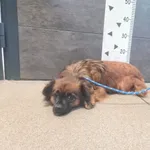 Przyjęty: 2025-01-20 Gmina: Libiąż Płeć: Suka Opis: mieszaniec, brąz