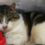 KOT Z INTERWENCJI 21.01.2025