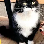 Kot do adopcji, Piła, 1 lipca 2024