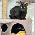 Ich historia chwyta za serce wiele ludzi. Ale czy na tyle mocno, żeby ktoś dał im szansę ? Kicia i Feluś trafili do naszego schroniska pod koniec grudnia. Dlaczego? Zmarła ich właścicielka… Koty są ze