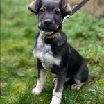 Znaleziono psa, Grudziądz, 18 grudnia 2024