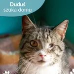 Pies do adopcji, Starogard Gdański, 30 września 2025