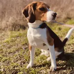 Znaleziono psa, Szczecin, 22 stycznia 2025