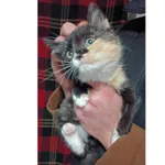 Znaleziono kota, Białystok, 20 września 2024