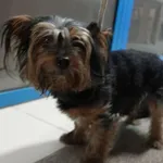 PIES Z INTERWENCJI 22.01.2025